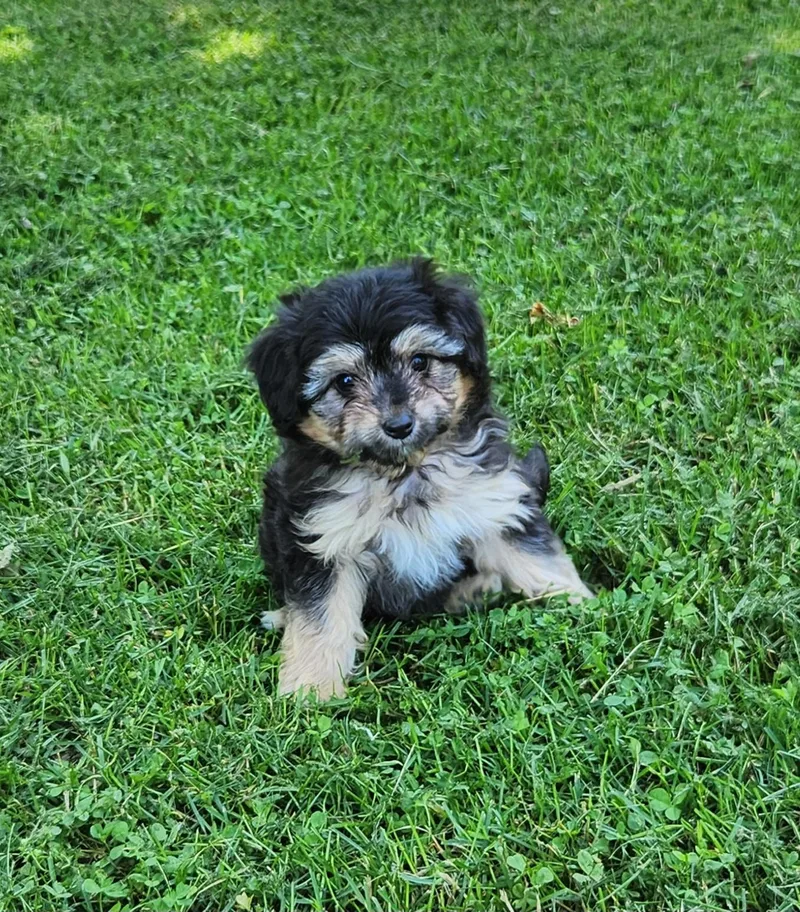 A baby small-sized female Tricolor (Brown, Black, & White) Aussiedoodle dog named Cricket for adoption in Liberty Center, OH