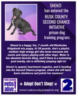 A young medium-sized female Black Rhodesian Ridgeback dog named Shenzi for adoption in Henderson, TX
