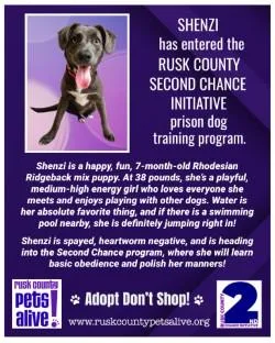 Shenzi thumbnail 2