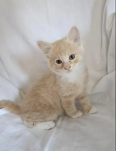 A baby medium-sized male Tabby (Buff / Tan / Fawn) Domestic Medium Hair cat named Rory for adoption in Liverpool, TX