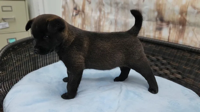 A baby medium-sized male Black Chow Chow dog named Peeta for adoption in Neillsville, WI