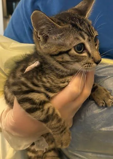 A baby small-sized male Domestic Short Hair cat named Thorn for adoption in Washington, DC