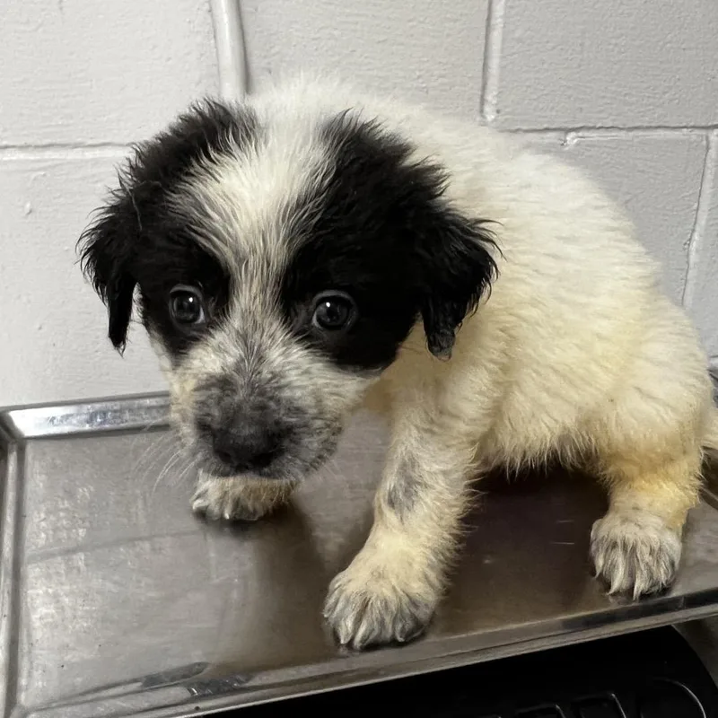 A baby small-sized male White / Cream Shepherd dog named Monty for adoption in Parrish, AL
