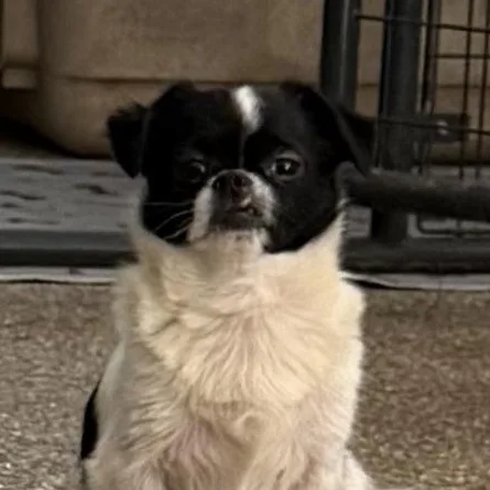 A young small-sized male White / Cream Jack Russell Terrier dog named Jack Daddy Joy for adoption in Andover, MA