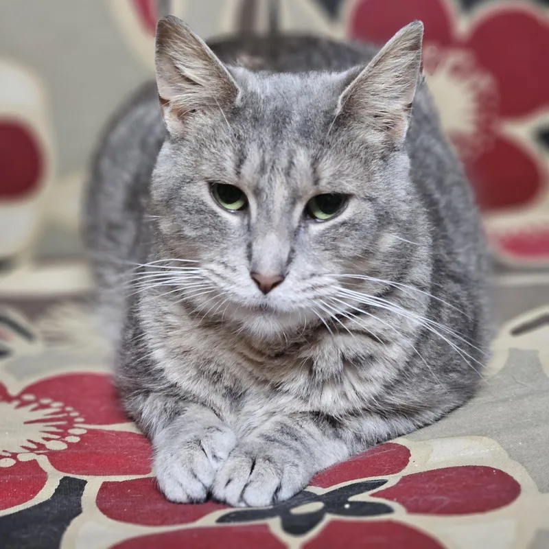 An adult medium-sized female Tabby (Gray / Blue / Silver) Domestic Short Hair cat named Calypso for adoption in Hudsonville, MI