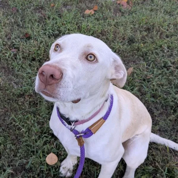 A young medium-sized male Labrador Retriever dog named Cyrus for adoption in Osage Beach, MO