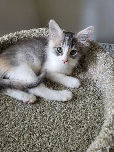 A baby small-sized female Dilute Calico cat named Nutmeg for adoption in Parlier, CA