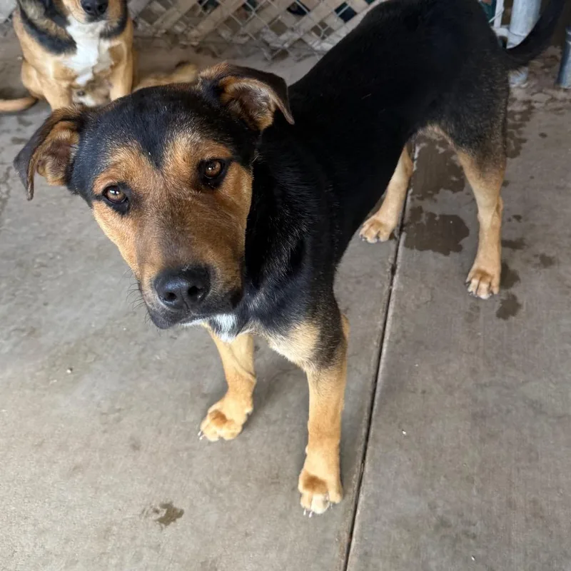 An adult medium-sized male Black Mixed Breed dog named Lupe for adoption in Flagstaff, AZ
