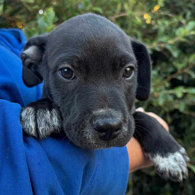 A baby small-sized male Black Shepherd dog named Mr. Kite for adoption in Santa Barbara, CA