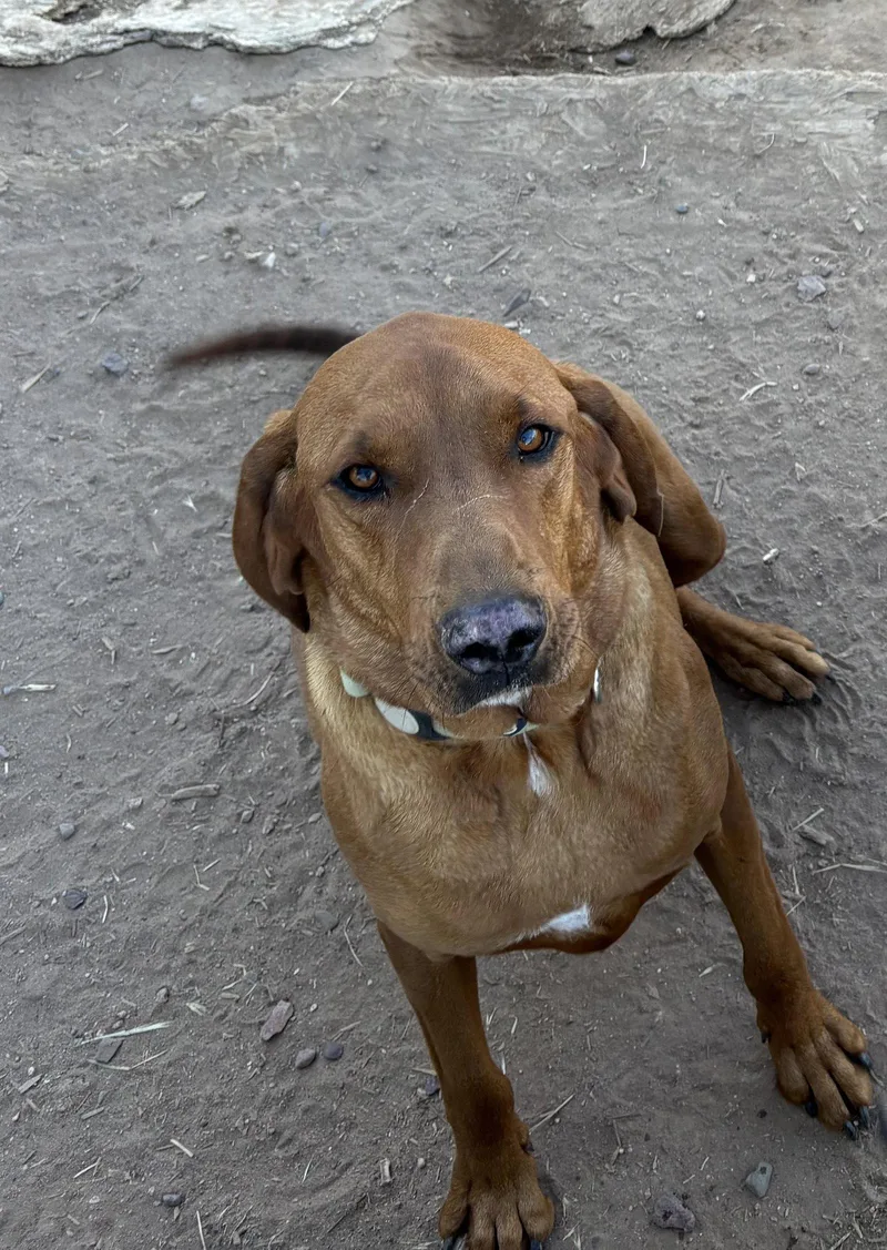Duke
