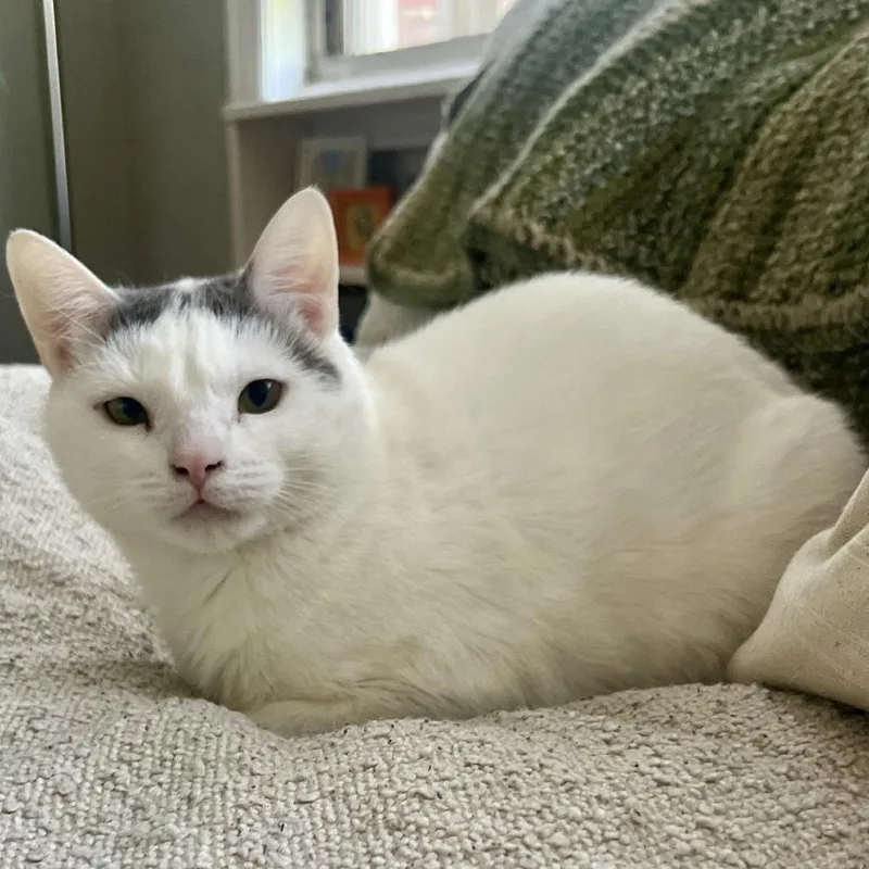 An adult small-sized female White Domestic Short Hair cat named Mama Darcy for adoption in Falls Church, VA