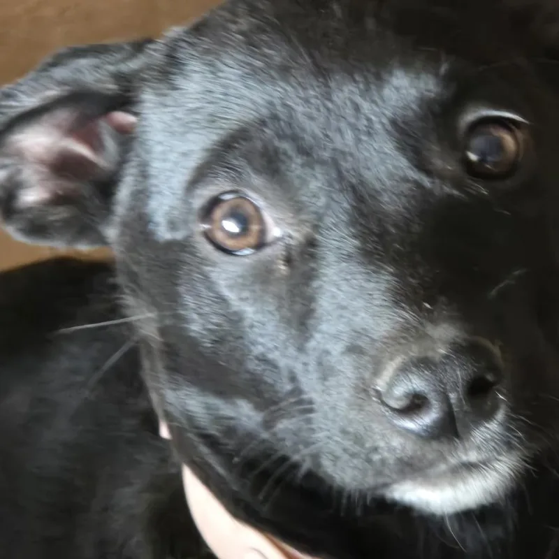 A baby medium-sized female Black Mixed Breed dog named Pom Pom for adoption in Moab, UT