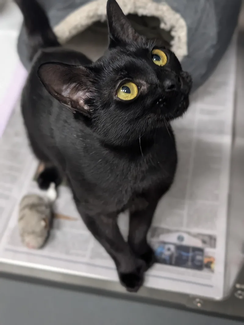 A young medium-sized female Black Domestic Short Hair cat named Tiger Lilly for adoption in Plainfield, NJ