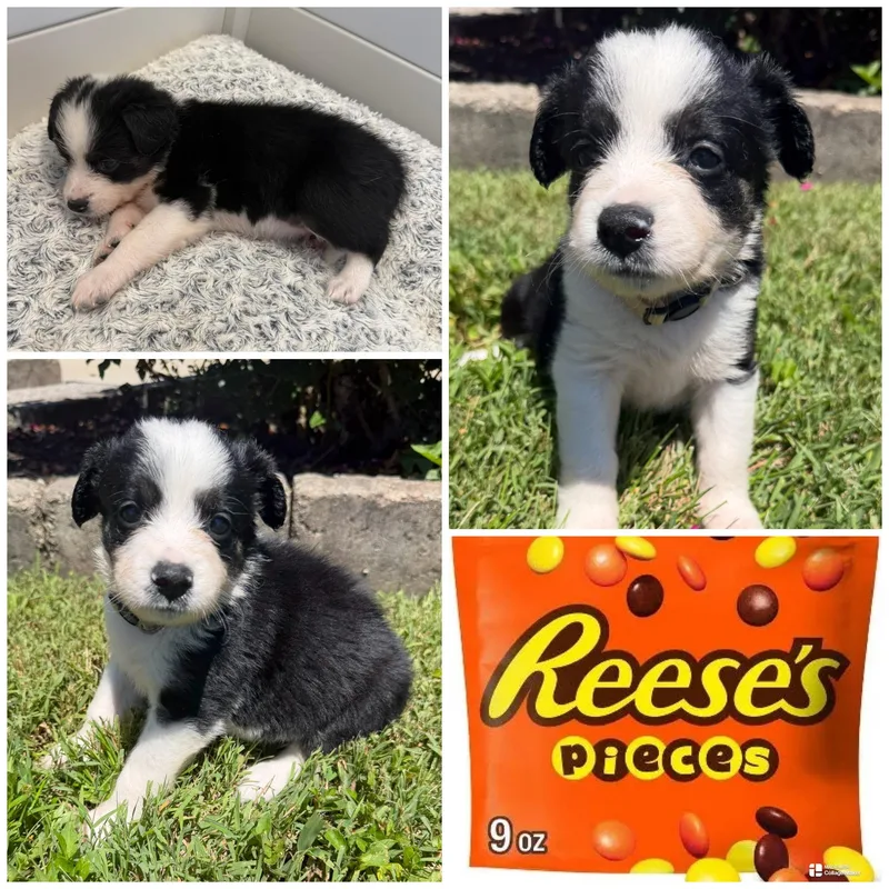 A baby medium-sized female White / Cream Mixed Breed dog named Reeses Pieces for adoption in Spring hill, TN