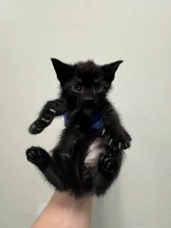 A baby small-sized male Domestic Short Hair cat named Gambit for adoption in Miami, FL