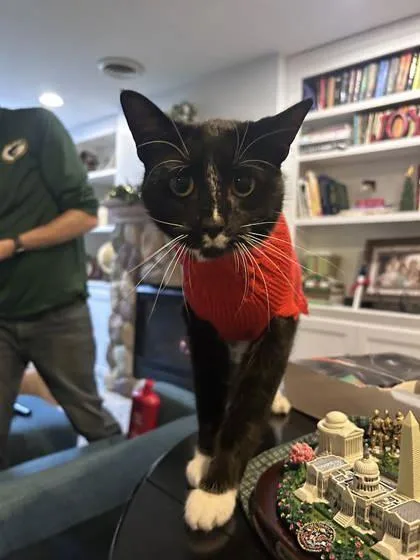An adult medium-sized female Domestic Short Hair cat named Daisy Dukes for adoption in Gwinn, MI