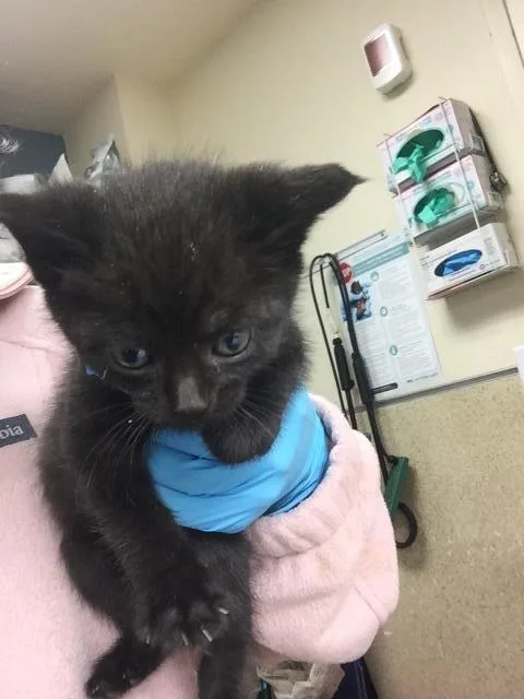 A young small-sized female Domestic Short Hair cat named Barb for adoption in Riverside, CA