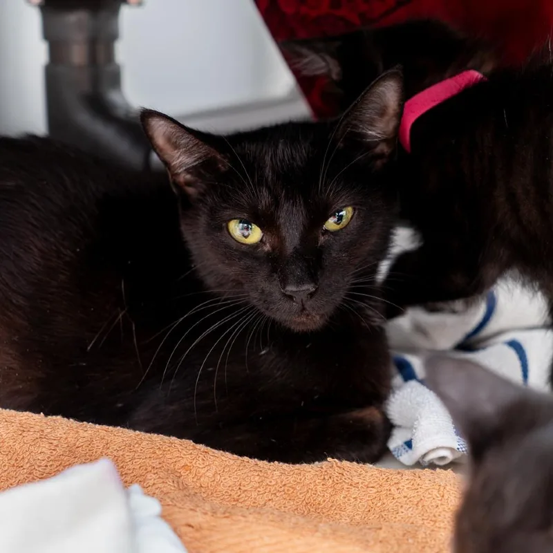 A young small-sized female Black Domestic Short Hair cat named Knicks for adoption in New York, NY