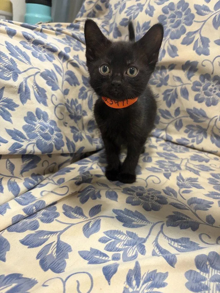 A baby small-sized male Black Domestic Short Hair cat named Phantom for adoption in Lovingston, VA