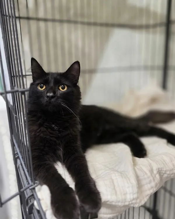A young small-sized female Domestic Medium Hair cat named Bonnie for adoption in Novato, CA