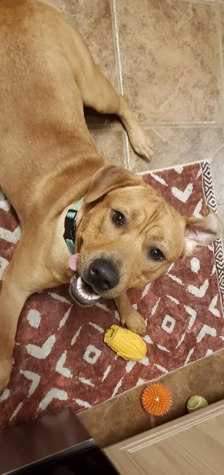An adult large-sized male Labrador Retriever dog named Kolsch for adoption in Cypress, TX