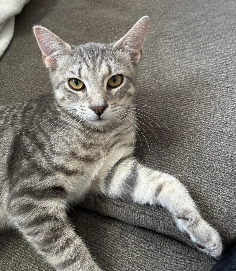 A baby medium-sized male Tabby (Gray / Blue / Silver) Domestic Short Hair cat named Cougar for adoption in Beltsville, MD