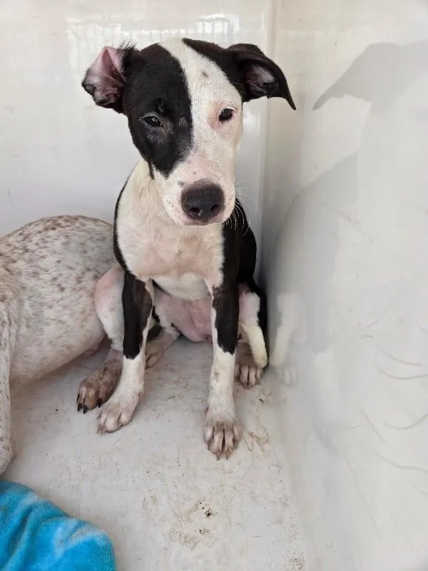 An adult medium-sized female Black Mixed Breed dog named Gretchen for adoption in Mobile, AL
