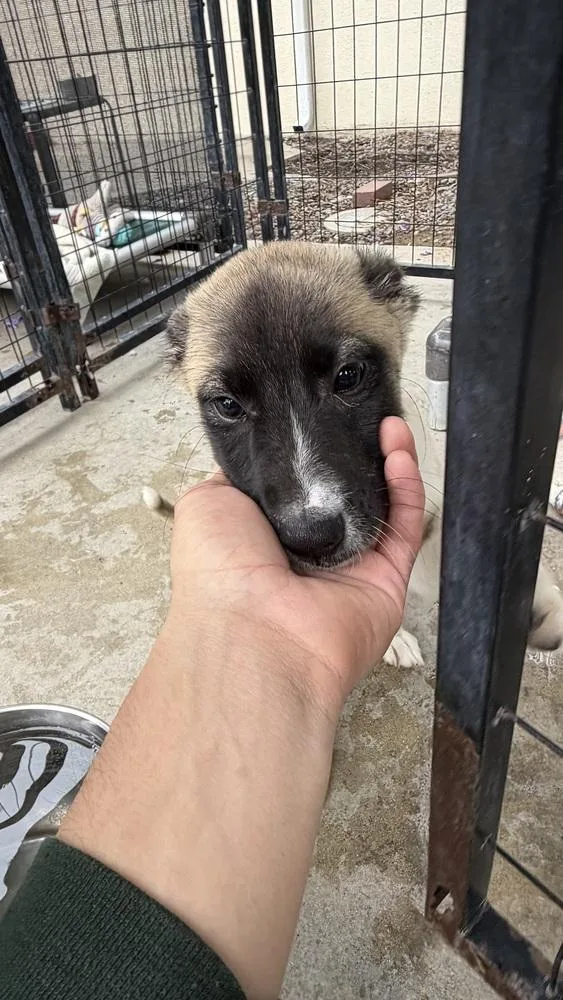 A baby small-sized female Shepherd dog named Paige for adoption in Ontario, CA