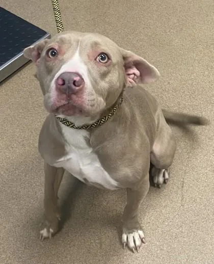 An adult medium-sized female Mixed Breed dog named Capella for adoption in Chamblee, GA