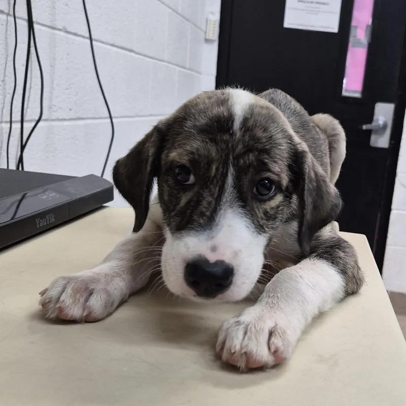 A baby small-sized male Black Mixed Breed dog named Stanley for adoption in Ardmore, OK