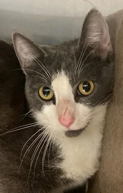 An adult medium-sized female Domestic Short Hair cat named Stormy for adoption in Lafayette, IN