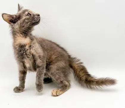 A young small-sized female Domestic Long Hair cat named Cameron for adoption in Bowling Green, KY