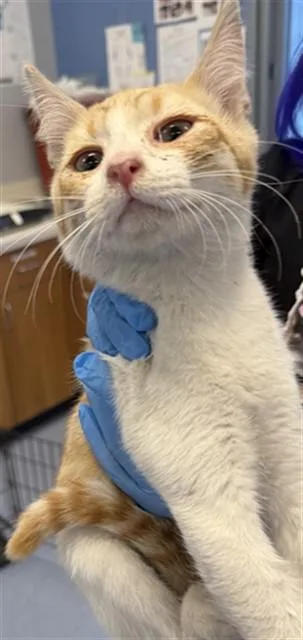 A baby small-sized male Domestic Short Hair cat named Mojo for adoption in San Jose, CA
