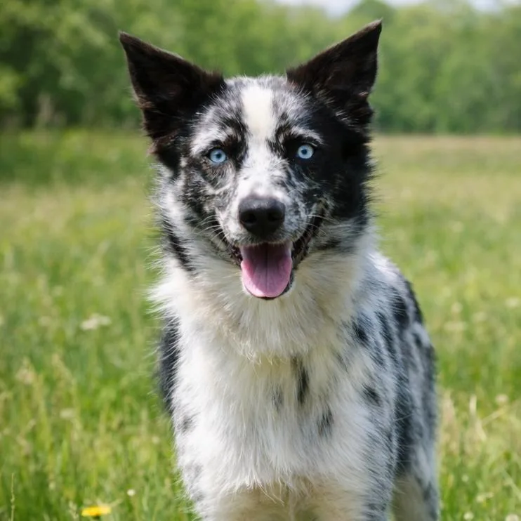 An adult medium-sized female Gray / Blue / Silver Australian Shepherd dog named CT Darcy for adoption in Eastford, CT