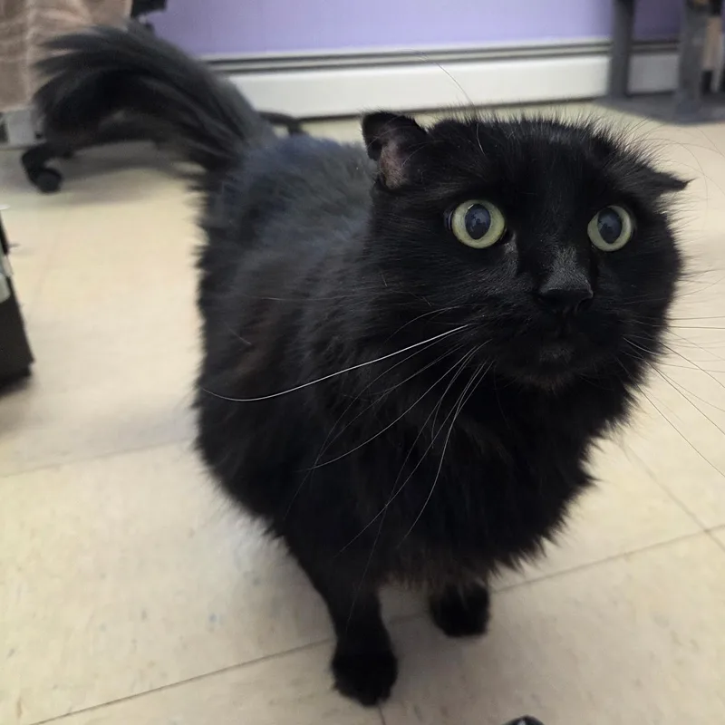 An adult large-sized male Domestic Long Hair cat named Earl Of Crinkle for adoption in Warwick, RI