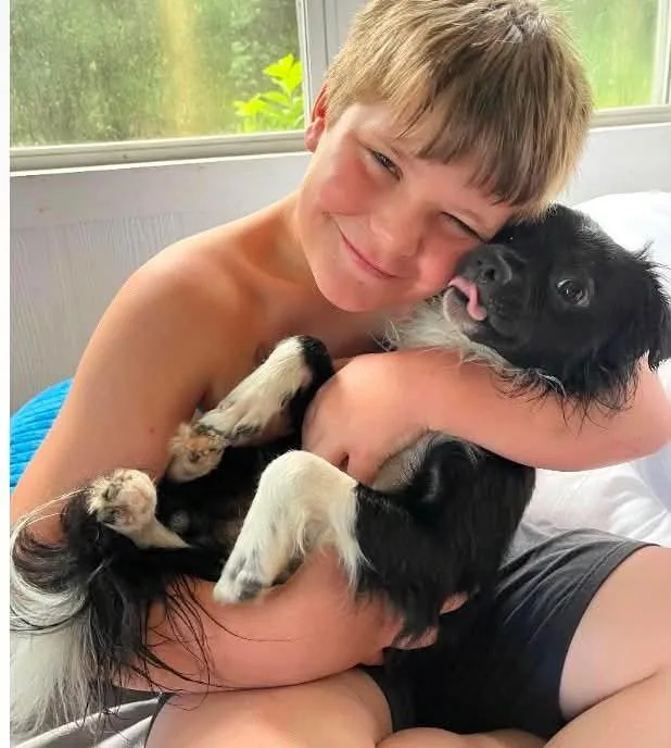 A young small-sized male Chihuahua dog named Papi for adoption in Panama City, FL
