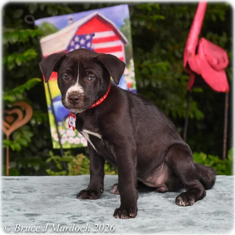 A baby small-sized female Black Labrador Retriever dog named Baku for adoption in Wake Forest, NC