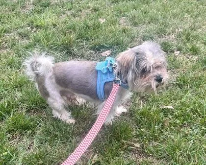 Scrappy