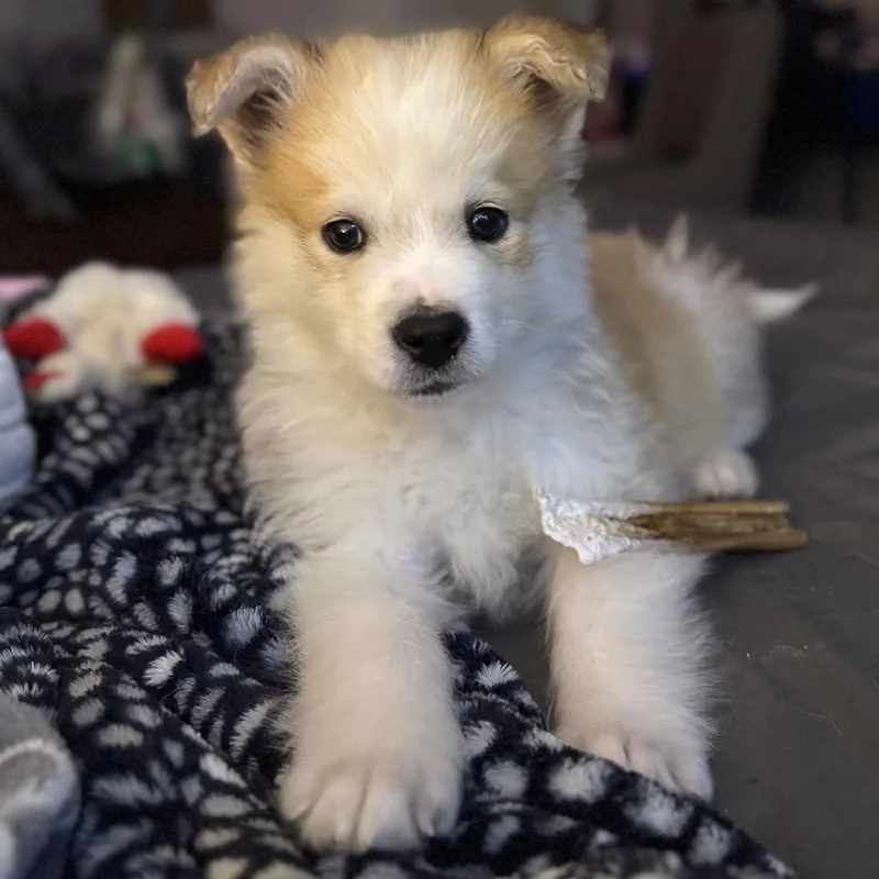 A baby small-sized male Yellow / Tan / Blond / Fawn Mixed Breed dog named Hoagie for adoption in Buffalo, MN