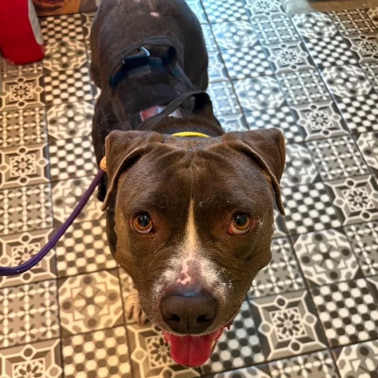 An adult large-sized female Brown / Chocolate Pit Bull Terrier dog named Buttercup for adoption in San Diego, CA