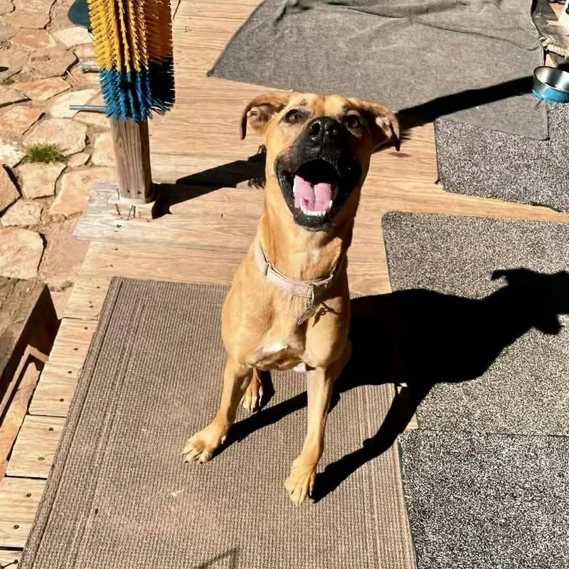 A young medium-sized female White / Cream Black Mouth Cur dog named Tula for adoption in Houston, TX