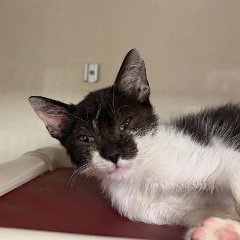 A baby small-sized male Domestic Short Hair cat named Bearcub Paul for adoption in Mentor, OH
