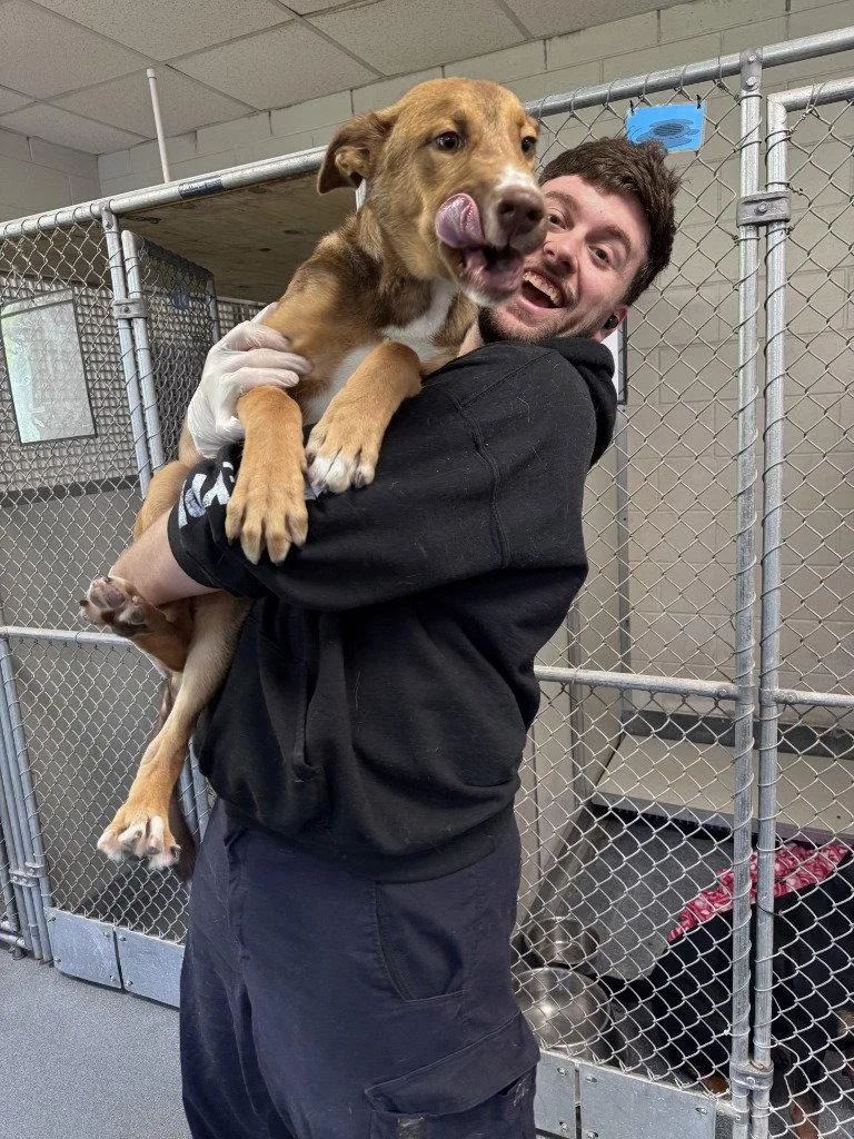 A baby medium-sized male Shepherd dog named Pr  Red for adoption in Glen Allen, VA