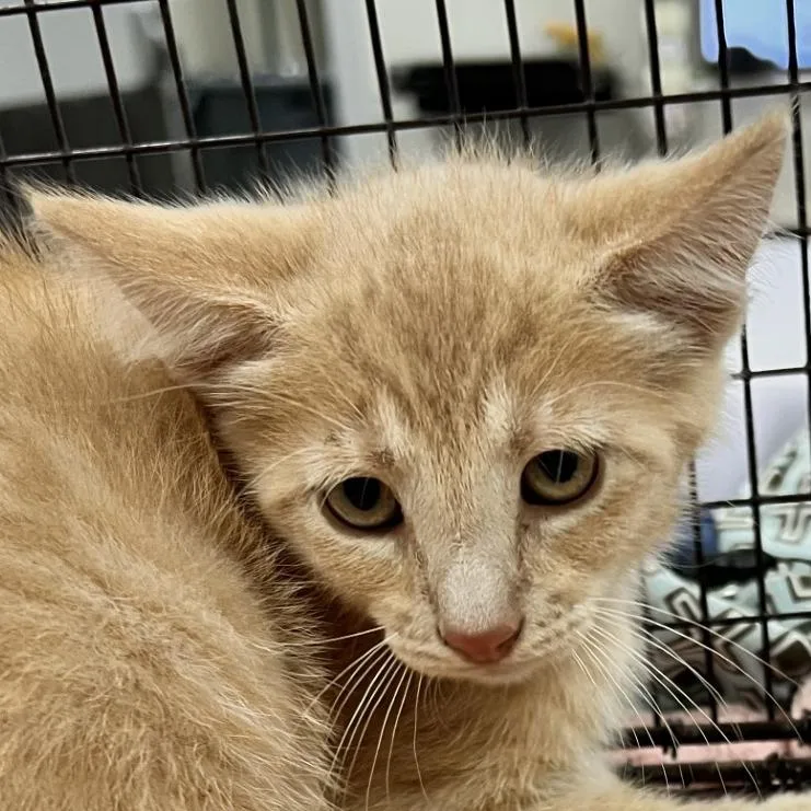 A baby small-sized male Orange / Red Domestic Short Hair cat named Sonic for adoption in Las Cruces, NM
