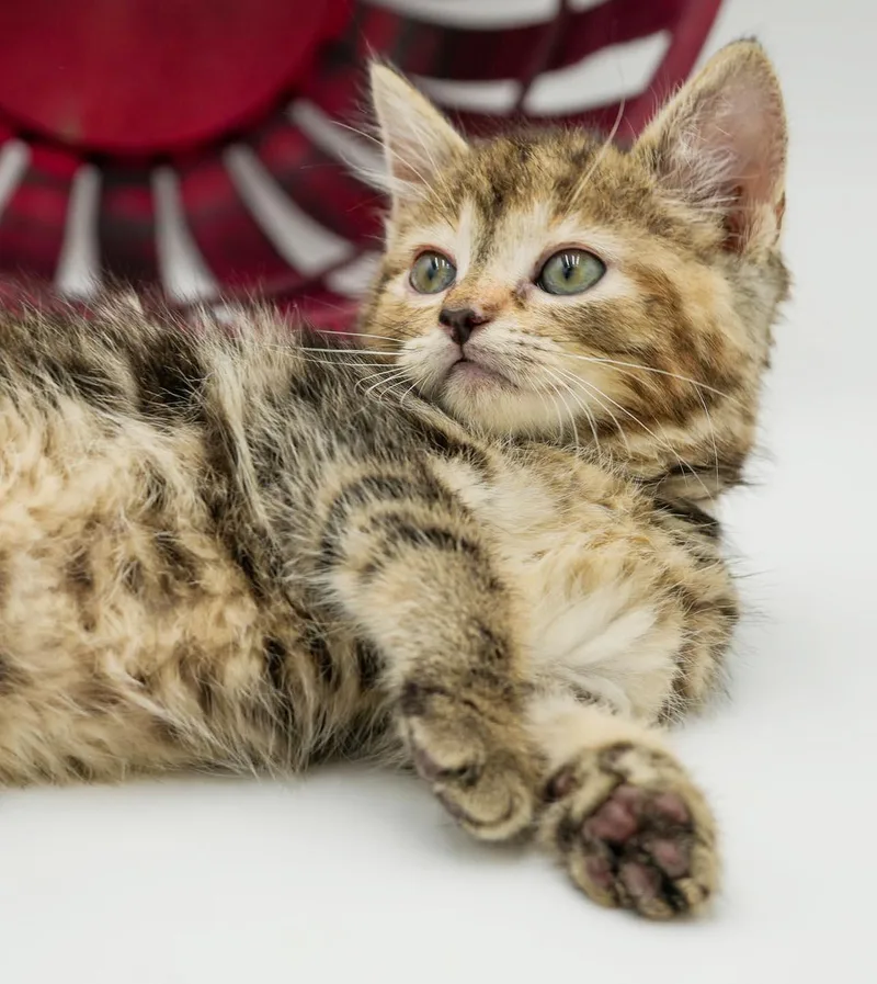 A baby small-sized female Tabby (Brown / Chocolate) Maine Coon cat named Daisy is our poofy for adoption in Bedford Hills, NY