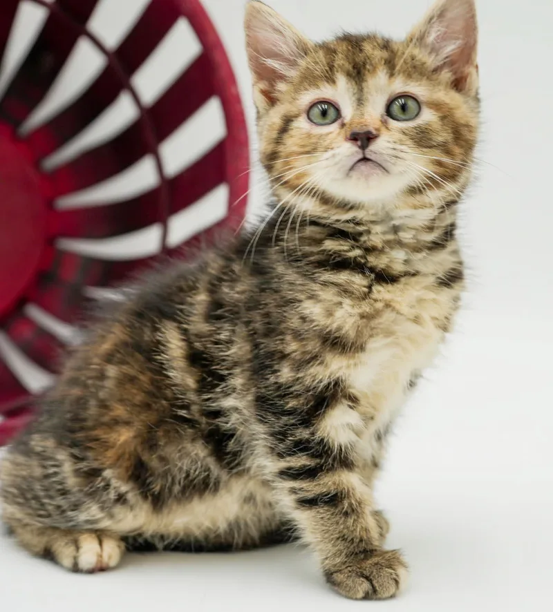 Daisy is our poofy thumbnail 4