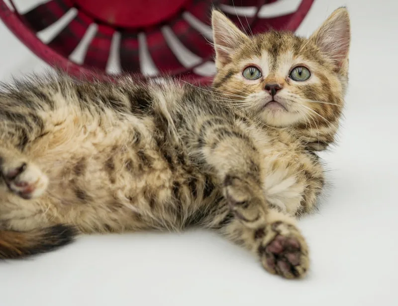 Daisy is our poofy thumbnail 6