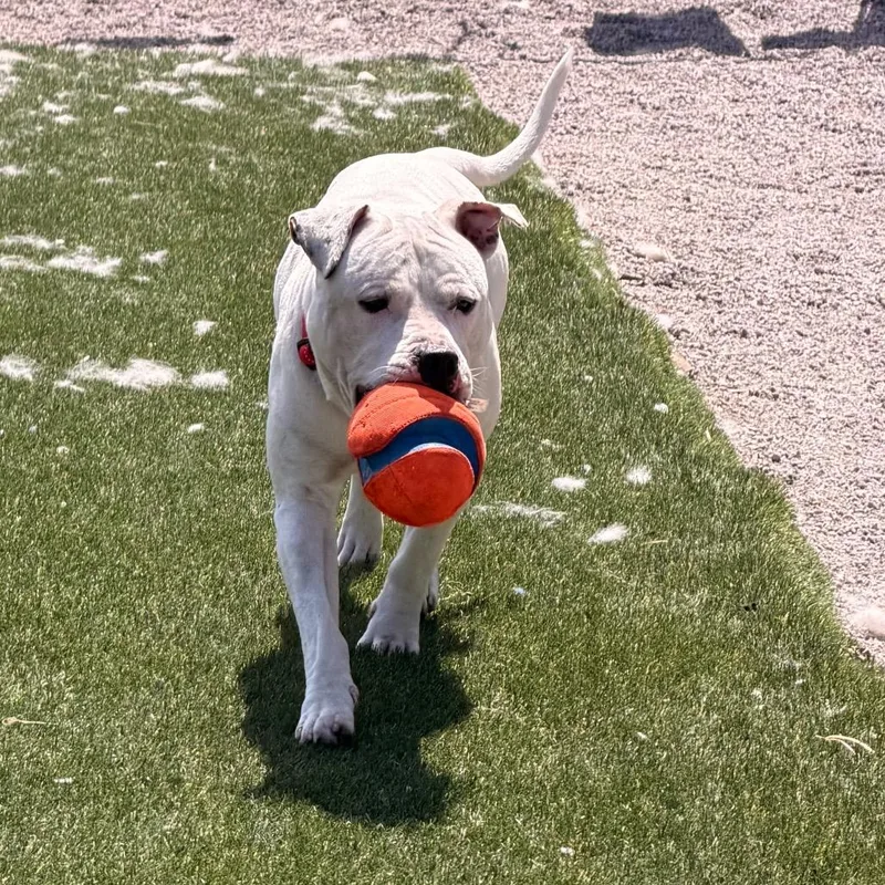 An adult medium-sized male Pit Bull Terrier dog named Ghost for adoption in Newport, NC