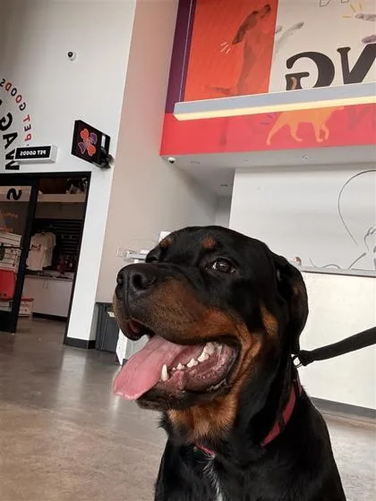 An adult large-sized male Mixed Breed dog named Shrew for adoption in West Chester, PA