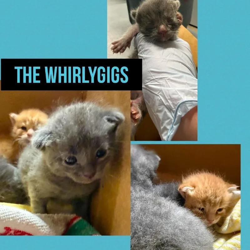 A baby small-sized male Gray / Blue / Silver Domestic Short Hair cat named Gus for adoption in Wheeling, IL